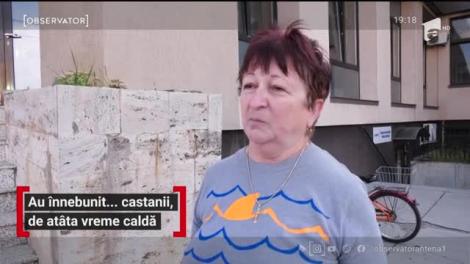 Au înnebunit salcâmii de atâta vreme caldă