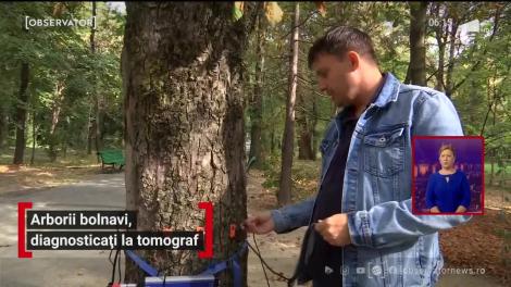 Arborii bolnavi, diagnosticați la tomograf
