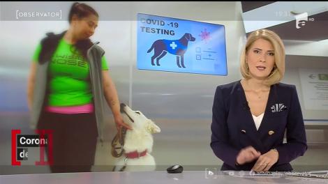 Coronavirusul, depistat de cainii detectivi