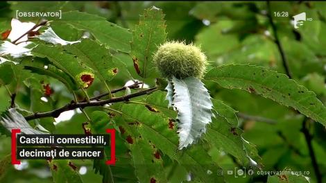 Castanii comestibili, decimați de cancer