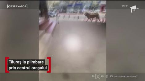 Tăuraș la plimbare prin centrul orașului Baia Mare