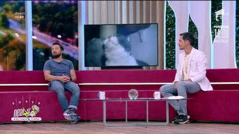 Cele mai frumoase pisici, în direct, la Neatza