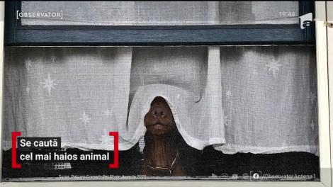 Se caută cel mai haios animal