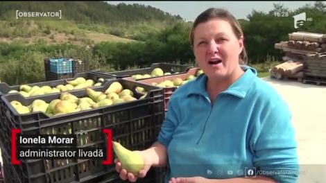 Perele, vedetele toamnei