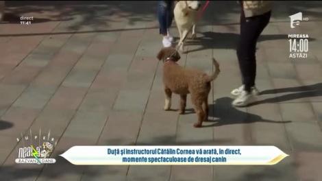 Cătălin Cornea, momente spectaculoase de dresaj canin