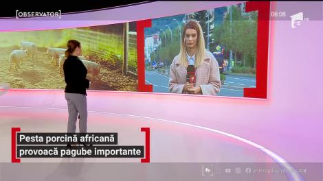 Pesta porcină africană continuă să se răspândească în România