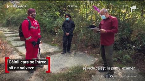 Campionatul Naţional al câinilor de salvare are loc în aceste zile la Craiova