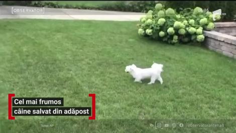 Un bichon maltez a primit titlul de cel mai frumos câine adoptat de la un adăpost