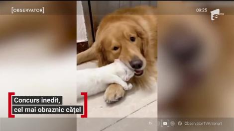 Concurs inedit, cel mai obraznic cățel