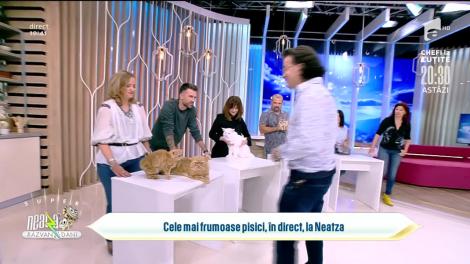 Cele mai frumoase pisici. Mini salon felin SofistiCAT, la Neatza