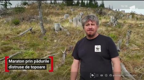 Maraton prin pădurile distruse de topoare