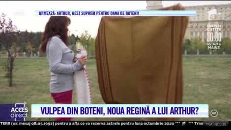 Vulpea din Boteni, noua regină a lui Arthur de la Ceptura