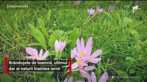 Brândușele de toamnă, ultimul dar al naturii înaintea iernii