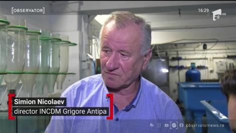 Crabul albastru înoată în Marea Neagră