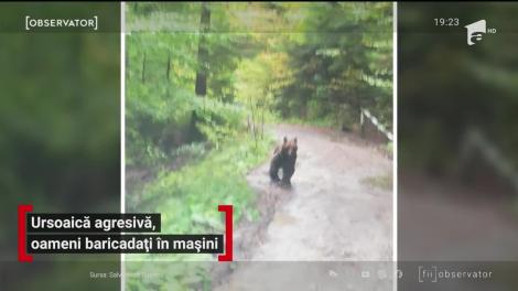 Un urs rănit a semănat panică în Buşteni. Animalul a atacat un grup de muncitori şi a muşcat efectiv din maşini