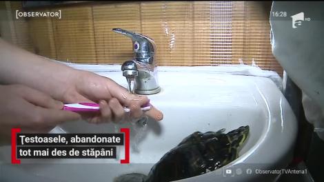 Țestoasele, abandonate tot mai des de stăpâni