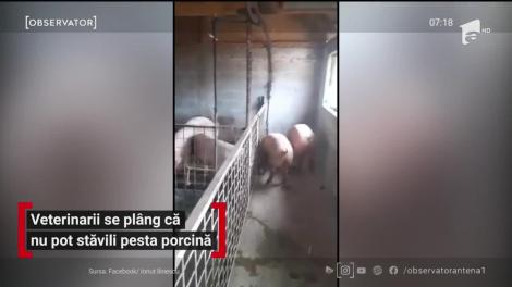 Veterinarii se plâng că nu pot stăvili pesta porcină