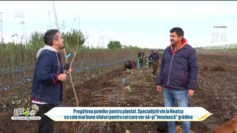 Pregătirea pomilor pentru plantat. Specialiștii vin cu cele mai bune sfaturi pentru cei care vor să-și "înnoiască" grădina