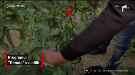 Programul „Tomata” s-a ofilit. Roșiile românești dispar de pe tarabe