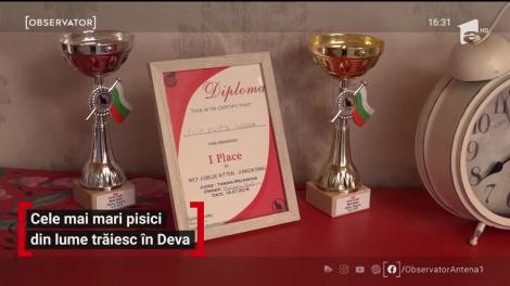 Cele mai mari pisici din lume trăiesc în Deva