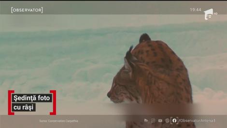 Ședință foto cu râși din munții României