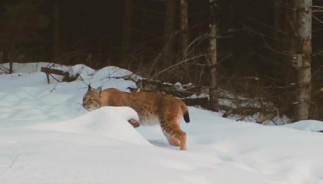 Râșii, bogăția Carpaților