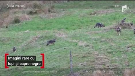 Imagini rare cu lupi şi capre negre