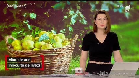 Mine de aur înlocuite de livezi