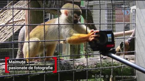 Maimuțe pasionate de fotografie