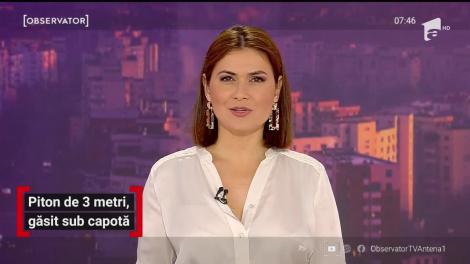 Piton de trei metri, găsit sub capotă