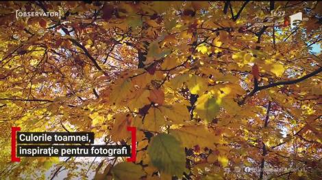 Culorile toamnei, inspirație pentru fotografi