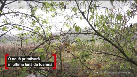 Vremea dă peste cap natura. Luna octombrie, doua cea mai caldă lună din ultima jumătate de secol