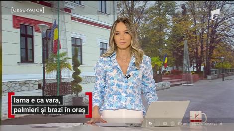 Iarna e ca vara, palmieri și brazi în oraș