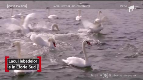 Lacul lebedelor e în Eforie Sud