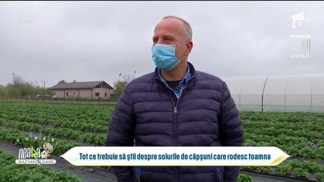 Tot ce trebuie să știi despre soiurile de căpșuni care rodesc toamna