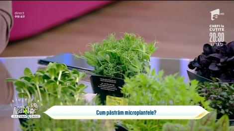 Ce sunt microplantele și cum pot contribui acestea la o alimentație echilibrată