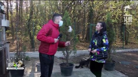 Main Coon, cea mai mare rasă de pisici domestice din lume