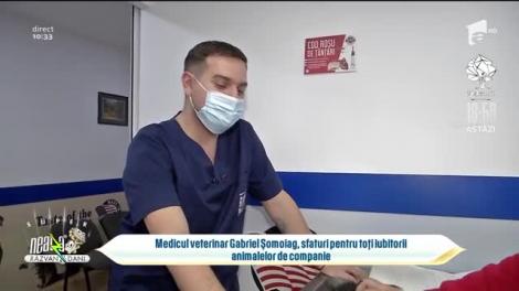 Cum se îngrijesc corect pisicile. Sfatul medicului veterinar