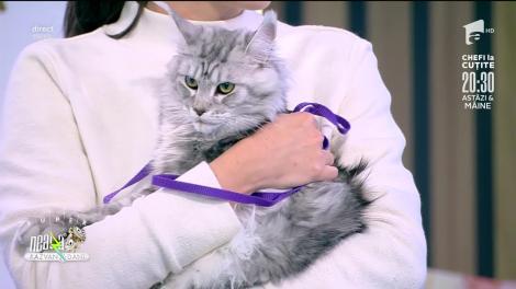 Super expoziție de pisici rasa Maine Coon, la Neatza cu Răzvan și Dani