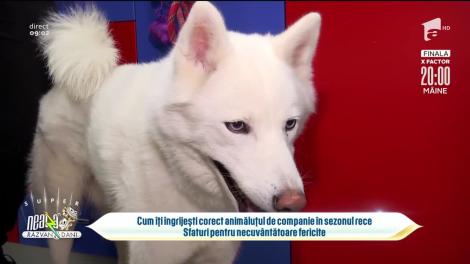 Cum îți îngrijești corect cățelul în sezonul rece. Sfaturi pentru necuvântătoare fericite