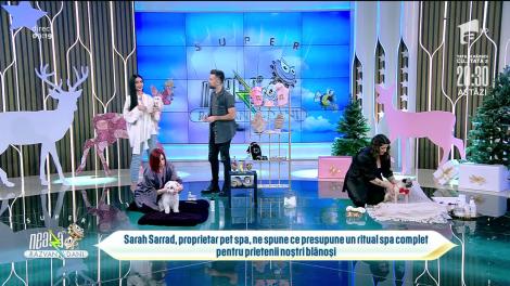 Cum îți poți răsfăța animalul de companie la un centru SPA, în perioada sărbătorilor