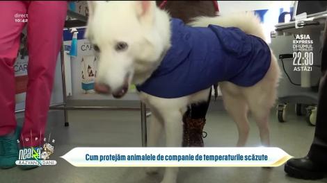 Cum protejăm animăluțele de companie de temperaturile scăzute