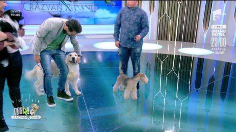 Cei mai frumoși câini rasele Chinese Crested, Golden Retriever și Lakeland Terrier, la Neatza cu Răzvan și Dani
