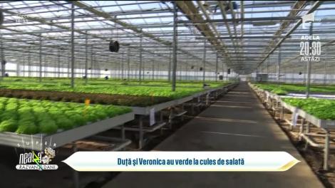 Salata verde, nelipsită din farfurie și iarna