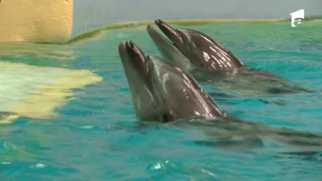 Spectacol oferit de delfini pentru vedetele lui Nea Mărin: De dragul lor, ne-a trecut foamea!