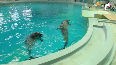 Nea Mărin și vedetele merg la Delfinariu! Andrei Ștefănescu: Nu am văzut niciodata delfini!