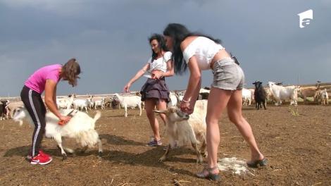 Monica și Gabriela de la Cheeky Girls au ajuns hair stiliști pentru oi: Stai, tu, fată!