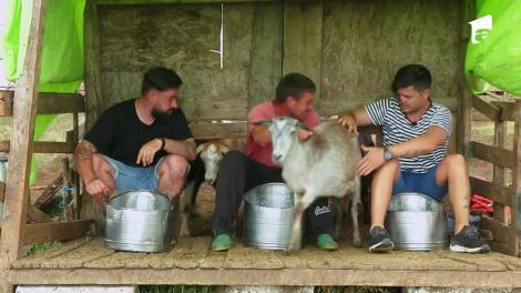 Așa ceva nu ai văzut! CRBL, Oase și Liviu Vârciu se chinuie să mulgă o oaie: Am orbit! Nu mai vreau!