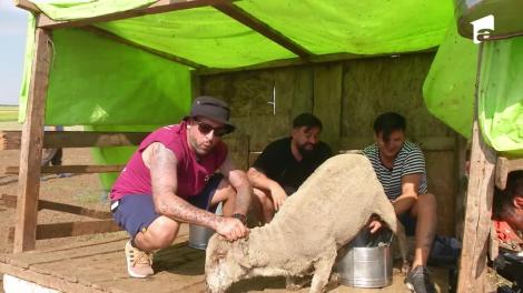 Poftiți la circ 2020, ediția 17. Liviu Vârciu, CRBL și Oase s-au chinuit să mulgă oile. Faza la care nu te poți opri din râs