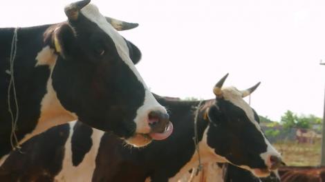 Poftiți la circ 2020, ediția 17. Oase și Monica, provocarea vieții de fiermieri. Prin ce peripeții trec când mulg vacile